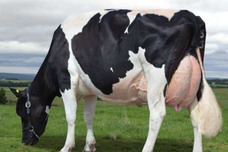 Protein Breed